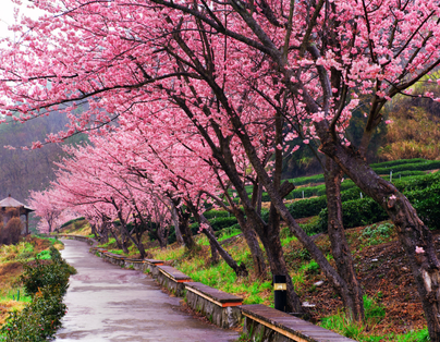 迎春節 協雲宮賞櫻 幸福車站內灣老街 五星王者君悅二日